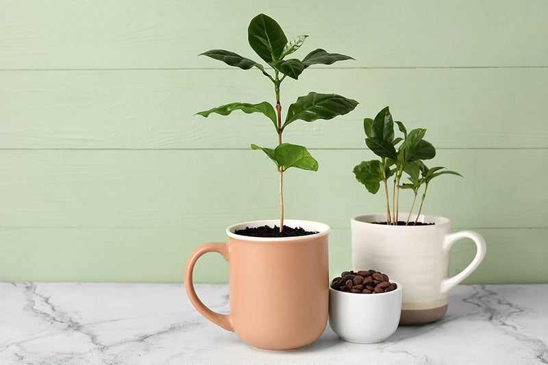 Kaffee selbst anbauen?<br> Wie Du Deine eigene Kaffeepflanze ziehst