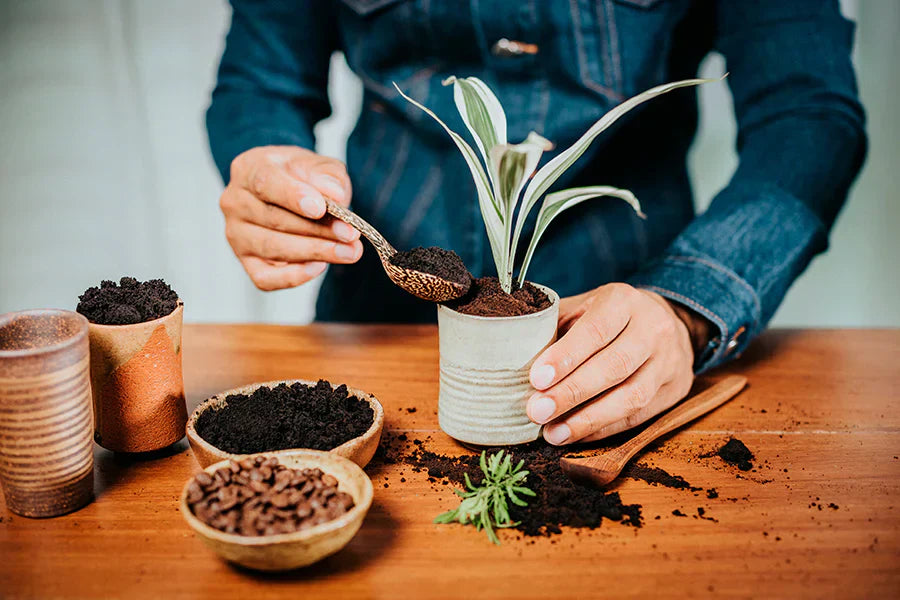 Kaffeesatz als Dnger: Nutzen Sie den unterschtzten Rohstoff effektiv