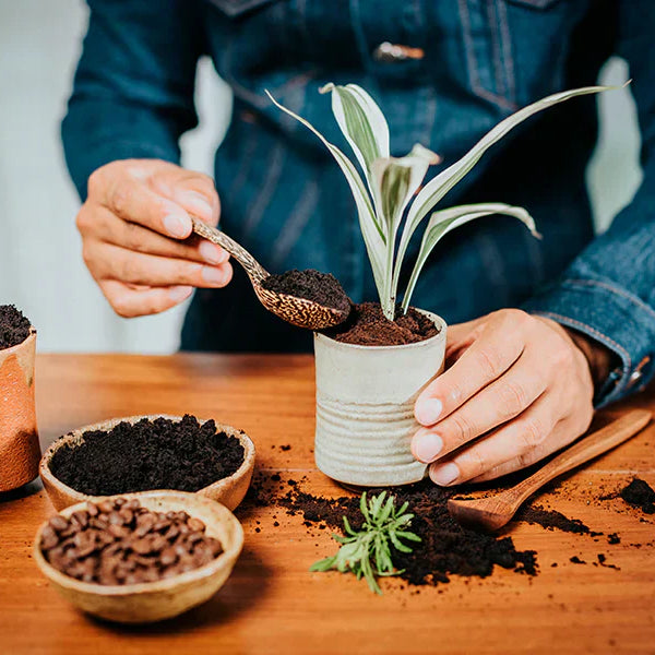 Kaffeesatz als Dnger: Nutzen Sie den unterschtzten Rohstoff effektiv