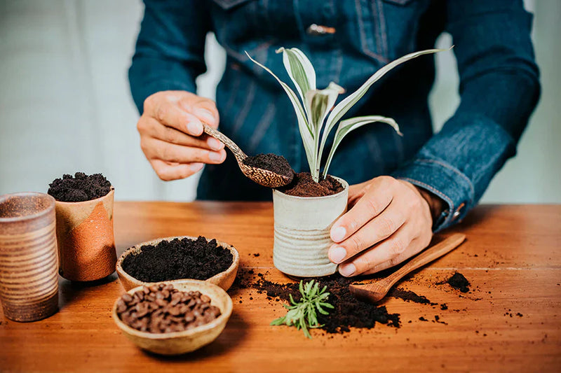 Der unterschätzte Rohstoff: Kaffeesatz als Dünger oder Peeling